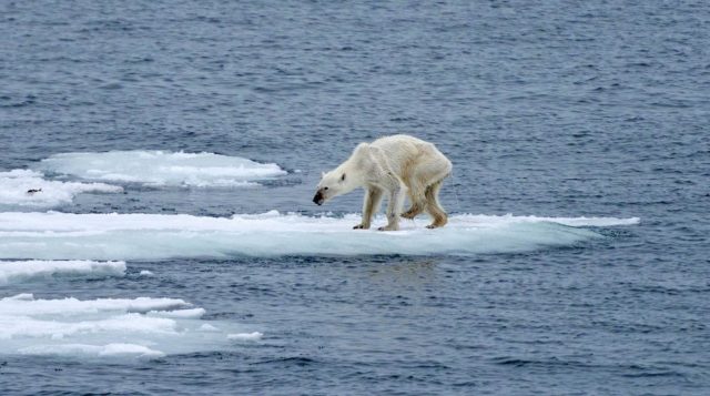 orso polare malato