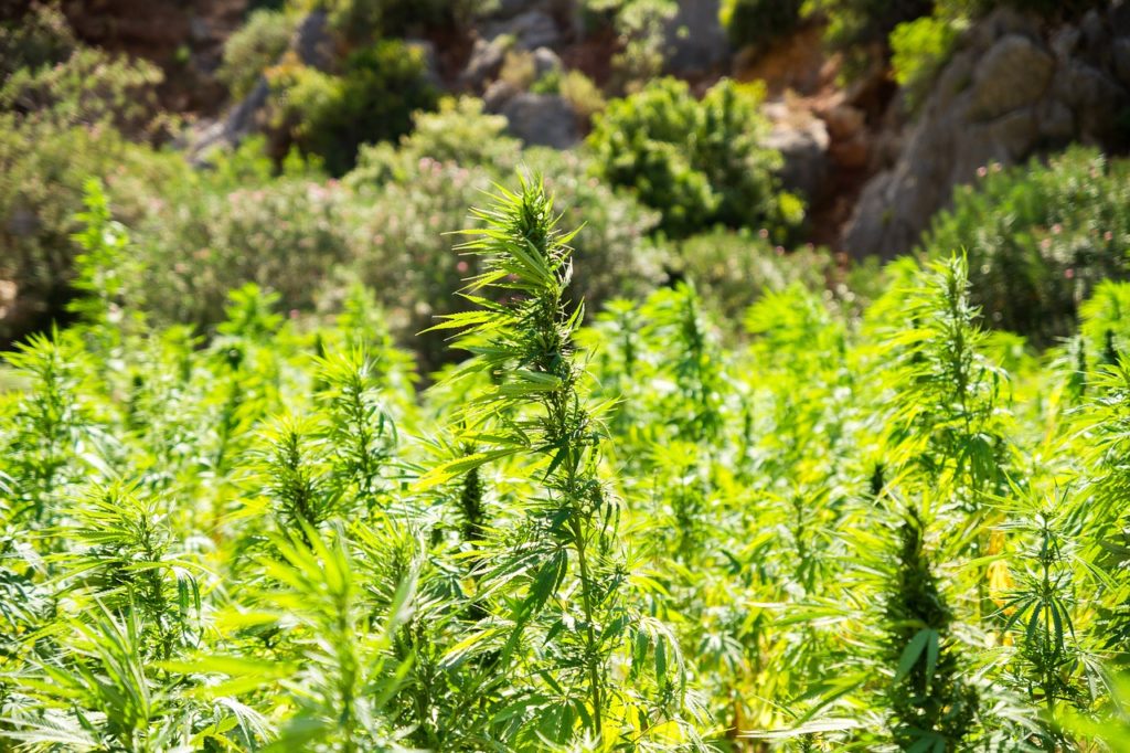 cannabis manifesto