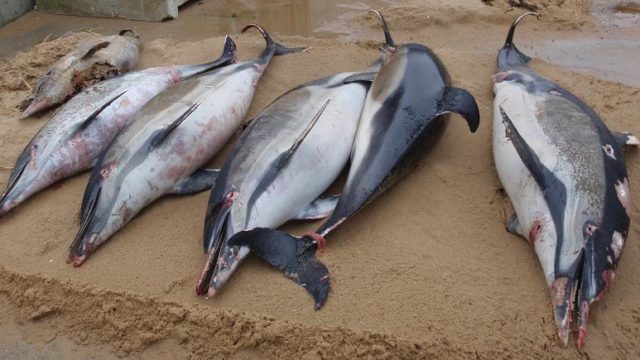delfini morti