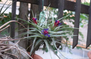 Un fatto eccezionale: una Tillandsia nata da seme tillandsia in fiore