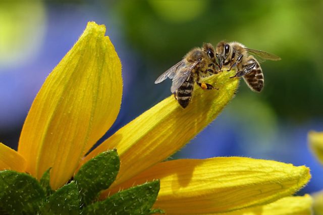api impollinatrici