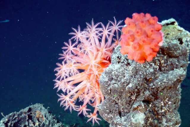 corallo di sciacca