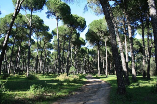 pineta e pino domestico