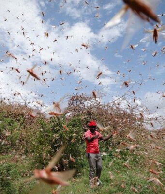 Corno d'Africa: è stato d'emergenza per invasione locuste Africa emergenza locuste