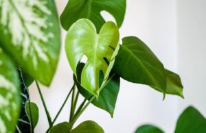 Piante d’appartamento? Qualche consiglio utile piante d'appartamento monstera