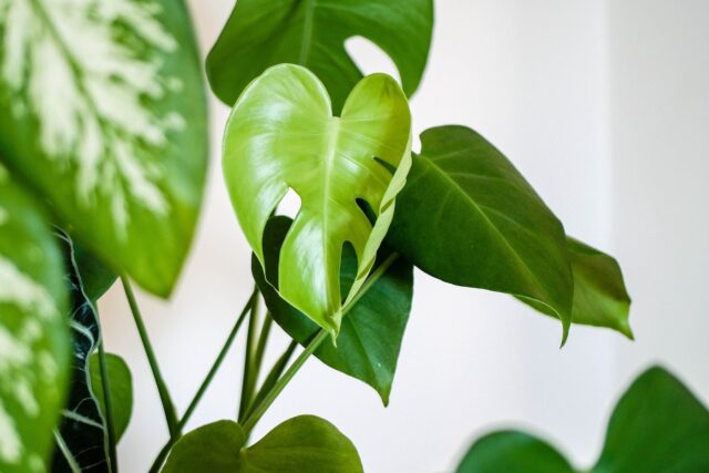 piante d'appartamento monstera