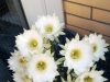 cactus echinopsis