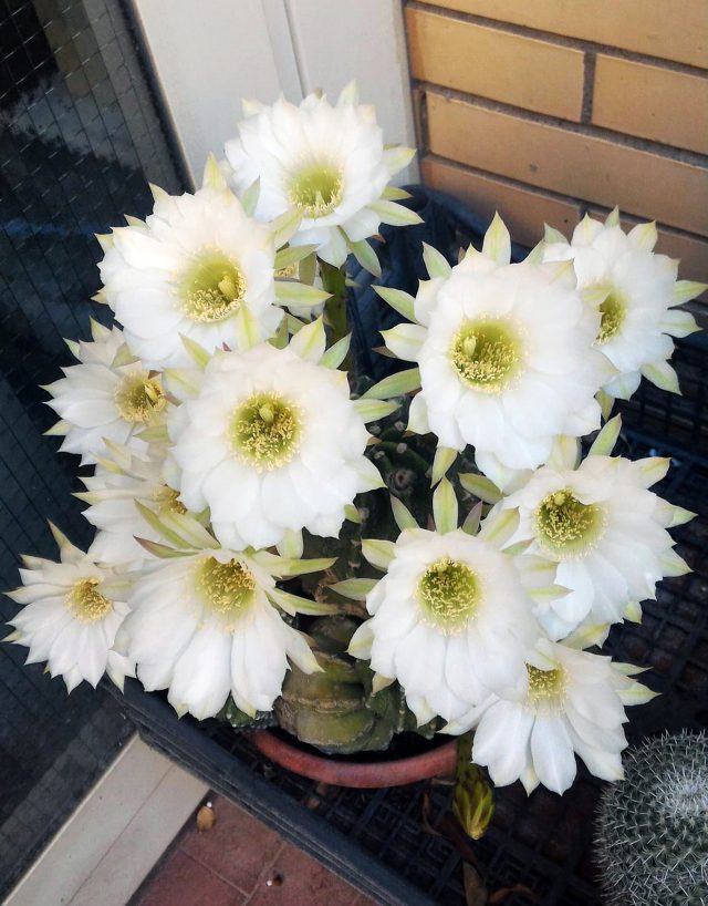 cactus echinopsis