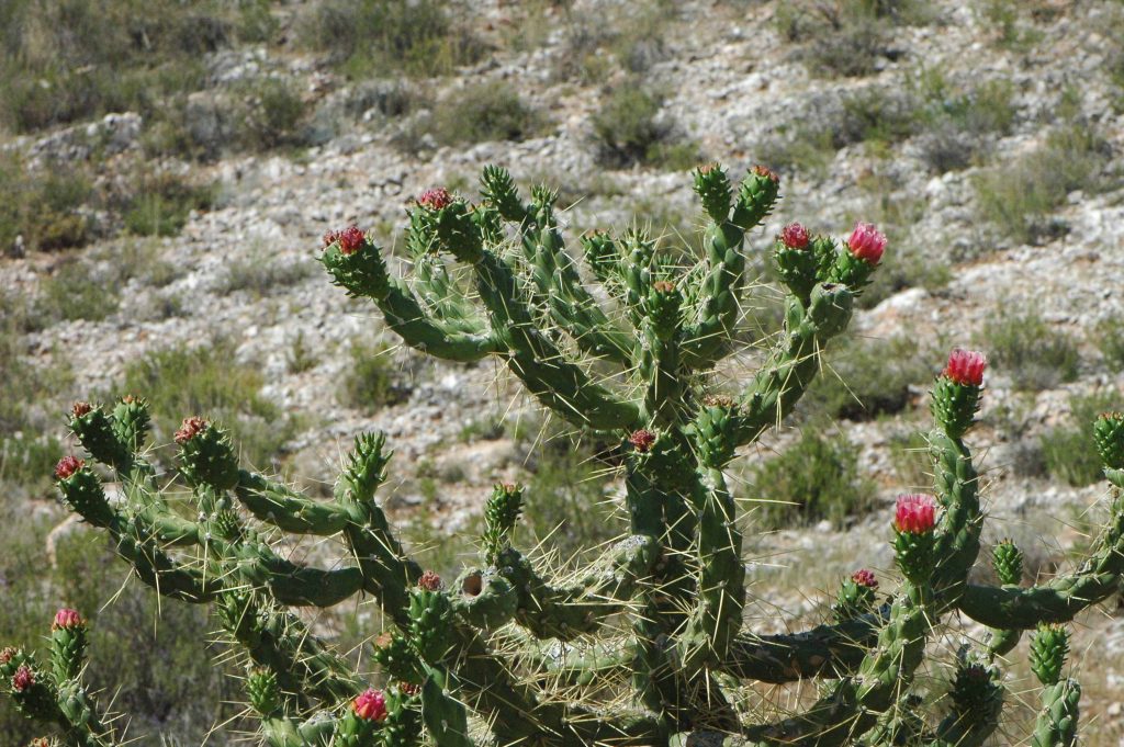 Austrocylindropuntia subulata