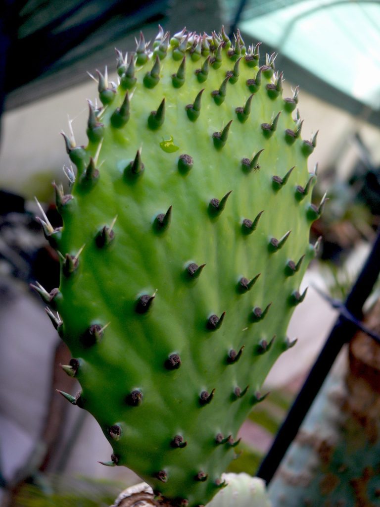 foglia di opuntia