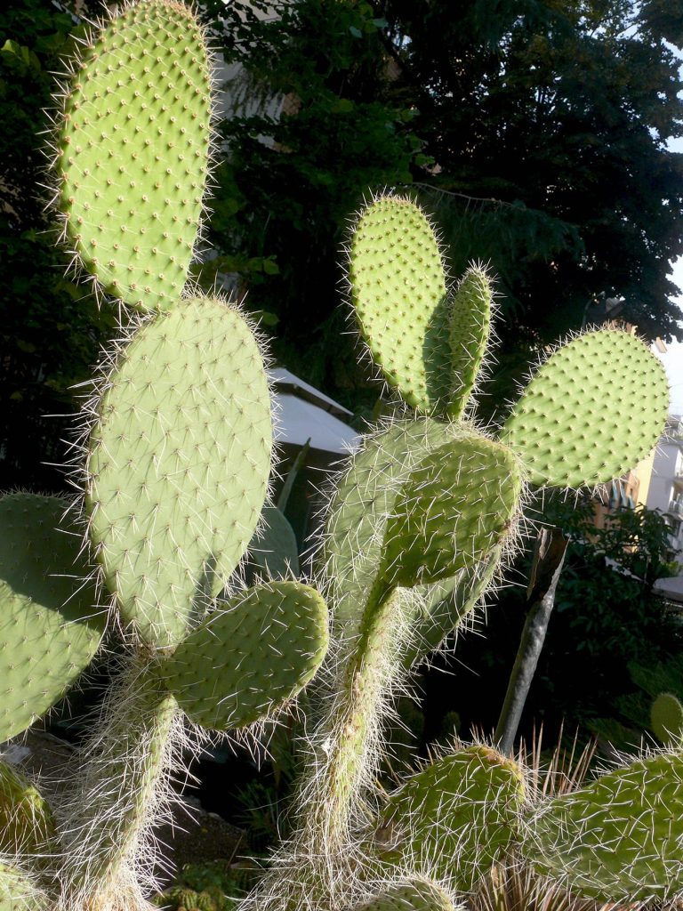 opuntia fico d'india